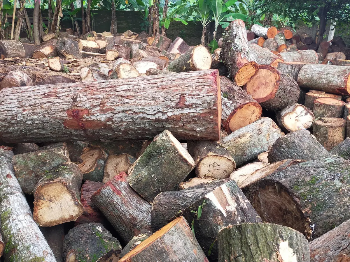Close-up kayu rebana